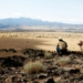 Ed Tom’un Rüyası: No Country For Old Men