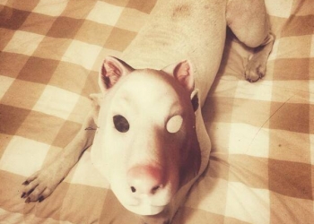 Katliam Gecesi Özel Gösteriminden Kareler