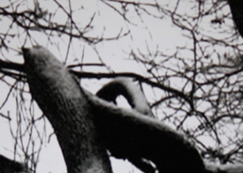 Sinematik Mektuplar Bir Yönetmenden Diğerine