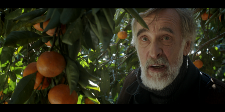 Mandariinid : Kırmızı Kalplerimiz Turuncu Bir Barış İçin Atıyor