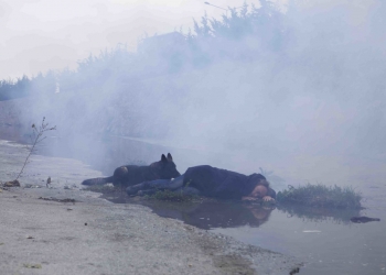 Neden Olamıyorum, Tarkovski?