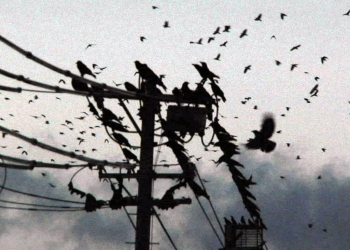 SALT’ta Perşembe Sineması | Kasım & Aralık