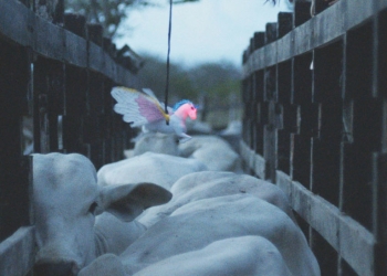 35. İstanbul Film Festivali İzlenimleri: Asil Atlar, Neon Boğalar