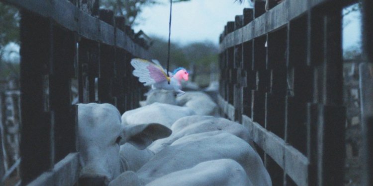 35. İstanbul Film Festivali İzlenimleri: Asil Atlar, Neon Boğalar