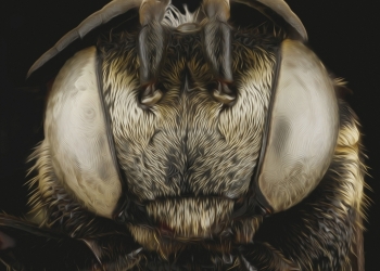 Kaly Live Dub – Allaxis (2013)