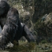 Kong: Skull Island’dan Yeni Fragman Geldi