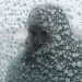 Winter Is Coming: İskandinav Sineması