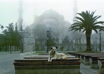 İstanbul’un Sokak Köpekleri Sergi Oldu