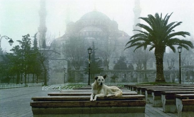 İstanbul’un Sokak Köpekleri Sergi Oldu