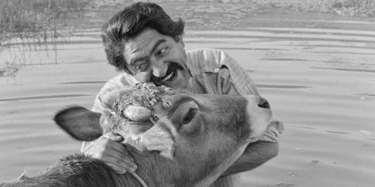 Ben Hassan Değilim, Onun İneğiyim: The Cow