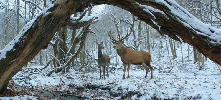 AUFF İzlenimleri: On Body And Soul ve Salt And Fire