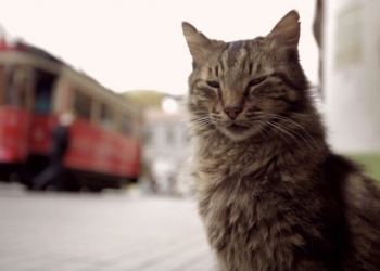 Amerika’da Büyük Ses Getiren “Kedi” Filmi Vizyona Giriyor!
