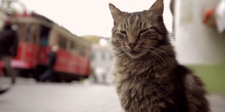 Amerika’da Büyük Ses Getiren “Kedi” Filmi Vizyona Giriyor!