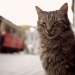 Amerika’da Büyük Ses Getiren “Kedi” Filmi Vizyona Giriyor!
