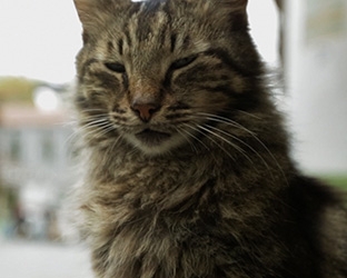 Pera Film Soruyor: Miyav! Dilini Kedi Mi Yuttu?