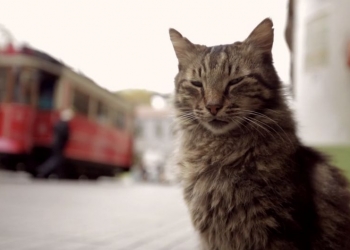 Kedi Belgeseli Time’ın “En İyi 10 Film” Listesinde!