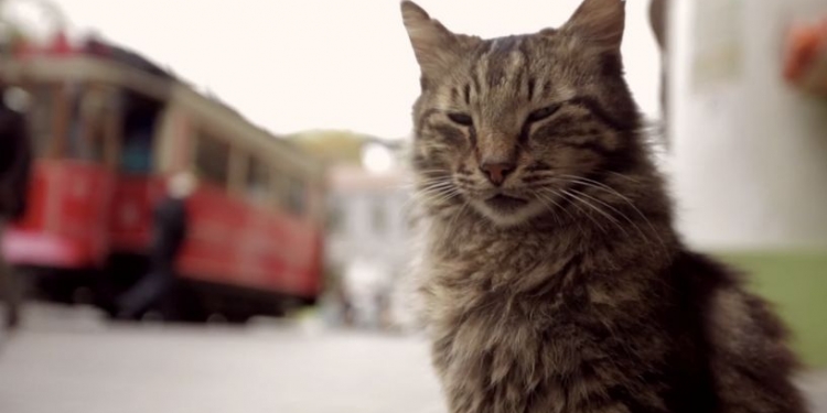 Kedi Belgeseli Time’ın “En İyi 10 Film” Listesinde!