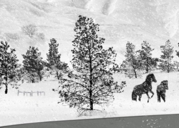 Doğanın Şiirsel Şarkısı: 24 Frames (2017)