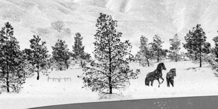 Doğanın Şiirsel Şarkısı: 24 Frames (2017)