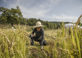 Kaygının Olmadığı Bir Yaşam: Final Straw (2015)