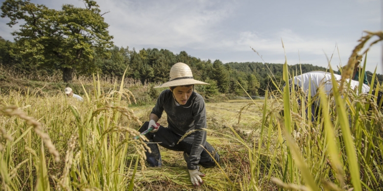 Kaygının Olmadığı Bir Yaşam: Final Straw (2015)