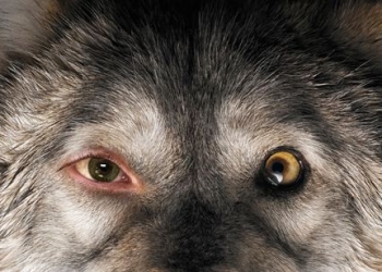 Pokot (2017): Avcılık Ve Bakirelik Tanrıçası Duszejko