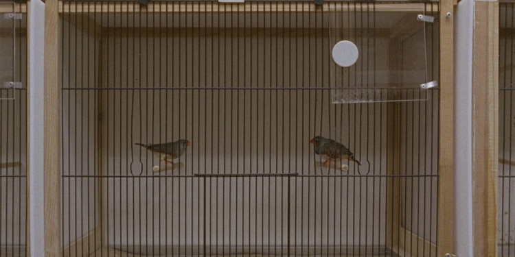 “Başkasının Eli” Programı, Yönetmen Luıse Donschen’in İlk Uzun Metrajlı Filmini Perdeye Taşıyor