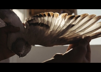 Güvercin Hırsızları !f Ulusal’da