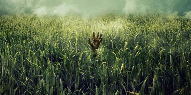 In the Tall Grass (2019)