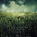 In the Tall Grass (2019)