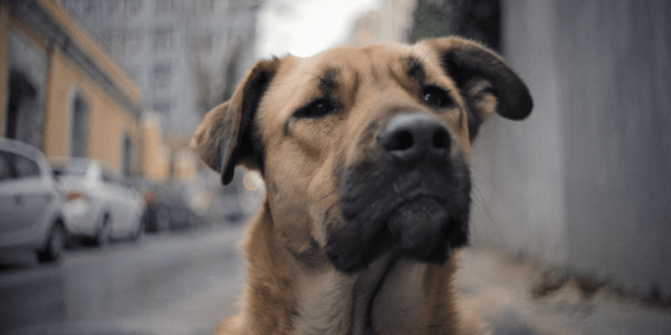 Stray Filminden İlk Fragman Yayımlandı