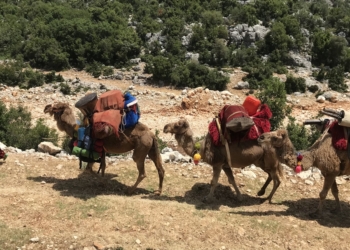 ‘Turna Misali’, Dünya Prömiyerini Tokyo Film Festivali’nde Gerçekleştirecek!