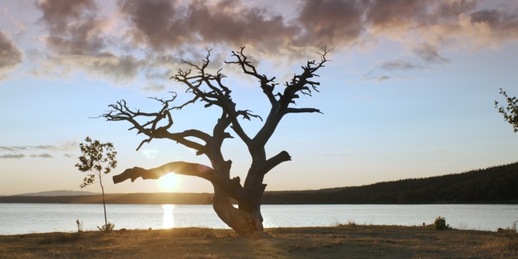 bir düş gördüm filmi