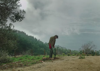 Boğa Boğa: Oldurmak veya Öldürmek