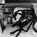 Büyümüş de Küçülmüş: The Incredible Shrinking Man (1957)