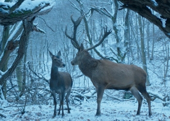 Rüyadan Gerçeğe: On Body and Soul (2017)