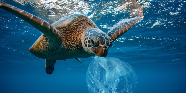“Dünya’yı Güzellik Kurtaracak”*: Sürdürülebilir Yaşam Mümkün!