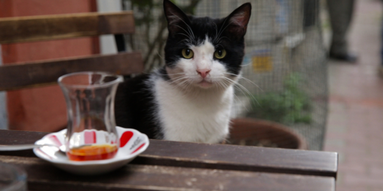 Sinemanın Dokuz Canı: Yalnızlar, Cadılar, Mafyalar ve Kediler