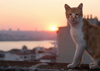 Beyoğlu’nda Sinema Şöleni 18-23 Kasım’da