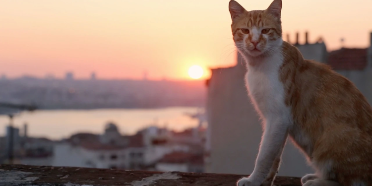 Beyoğlu’nda Sinema Şöleni 18-23 Kasım’da