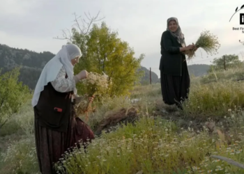 32 Metre, Hot Docs Seçkisine