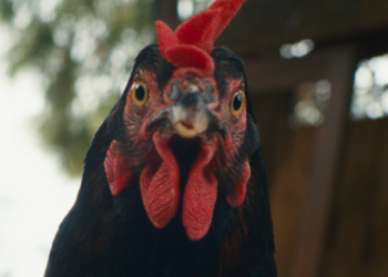 45. İstanbul Film Festivali Günlükleri- 8